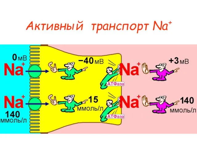 Активный транспорт Na+