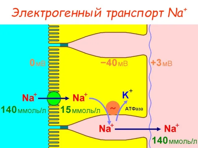 Электрогенный транспорт Na+