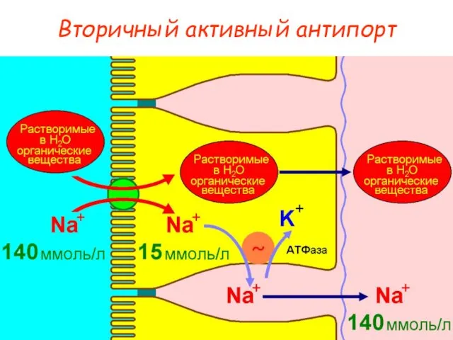 Вторичный активный антипорт