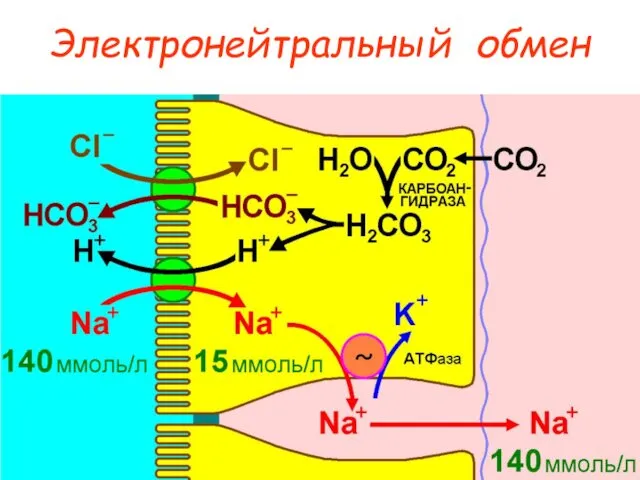 Электронейтральный обмен