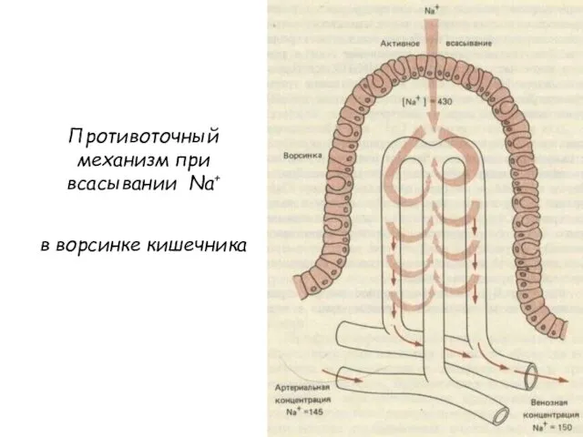 Противоточный механизм при всасывании Na+ в ворсинке кишечника