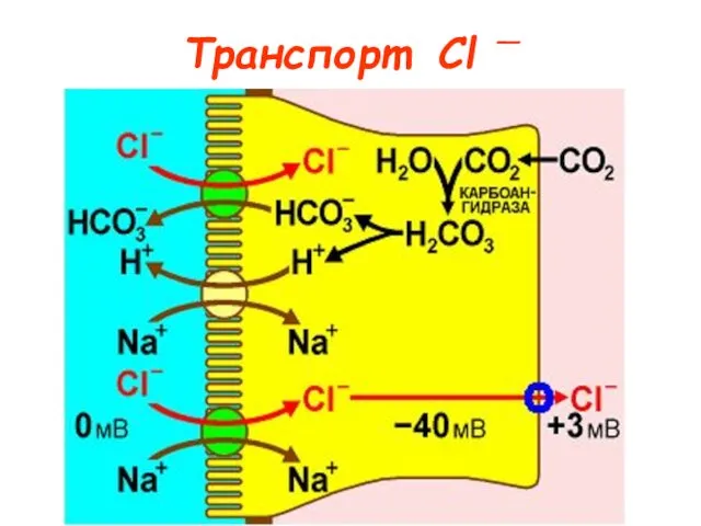 Транспорт Cl —