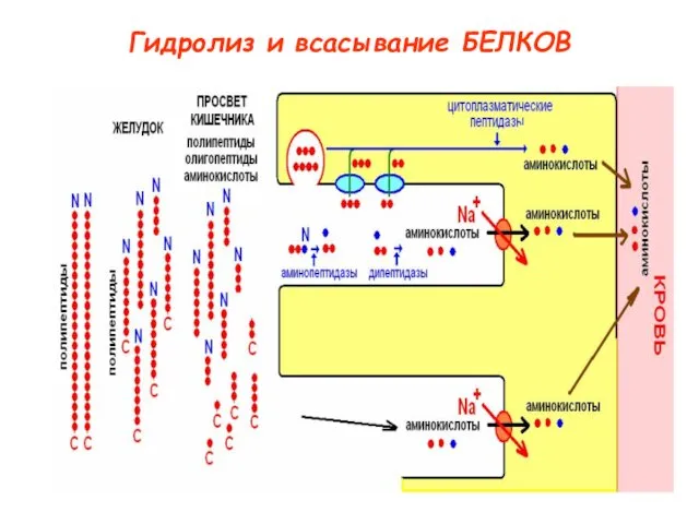 Гидролиз и всасывание БЕЛКОВ