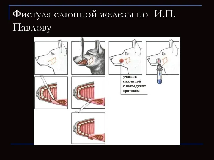 Фистула слюнной железы по И.П. Павлову