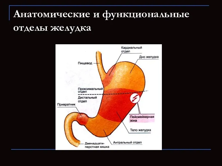 Анатомические и функциональные отделы желудка