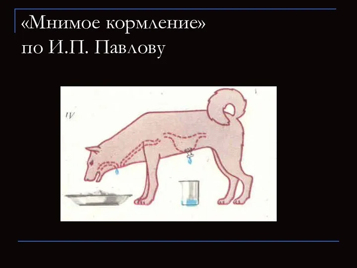 «Мнимое кормление» по И.П. Павлову