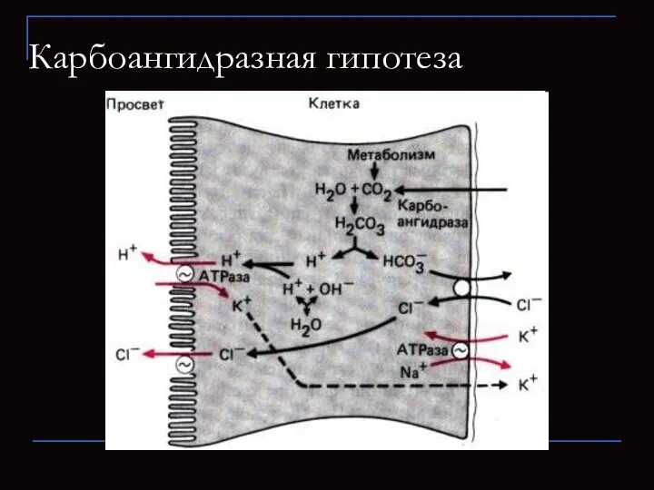 Карбоангидразная гипотеза