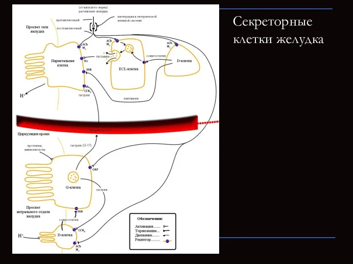 Секреторные клетки желудка