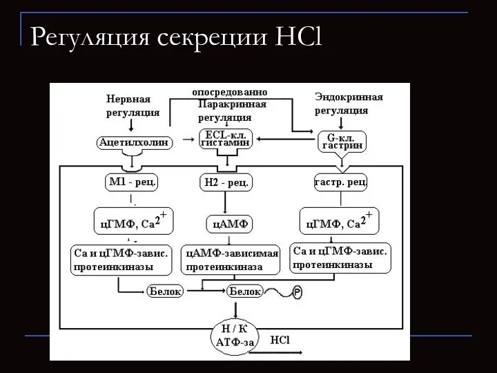 Регуляция секреции HCl