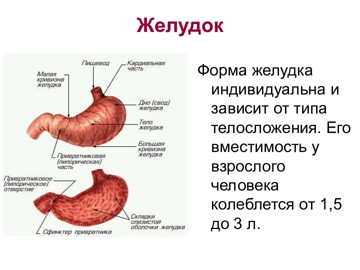 Желудок Форма желудка индивидуальна и зависит от типа телосложения. Его вместимость у взрослого