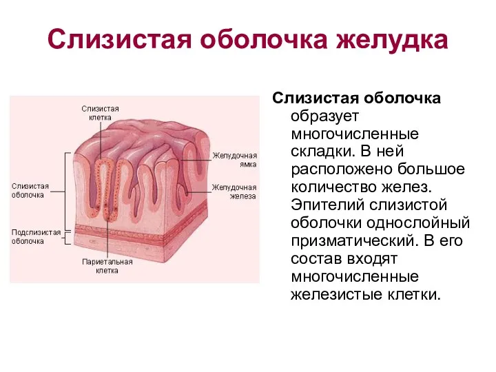 Слизистая оболочка желудка Слизистая оболочка образует многочисленные складки. В ней расположено большое количество