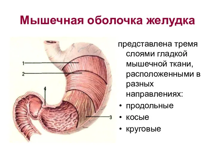 Мышечная оболочка желудка представлена тремя слоями гладкой мышечной ткани, расположенными в разных направлениях: продольные косые круговые