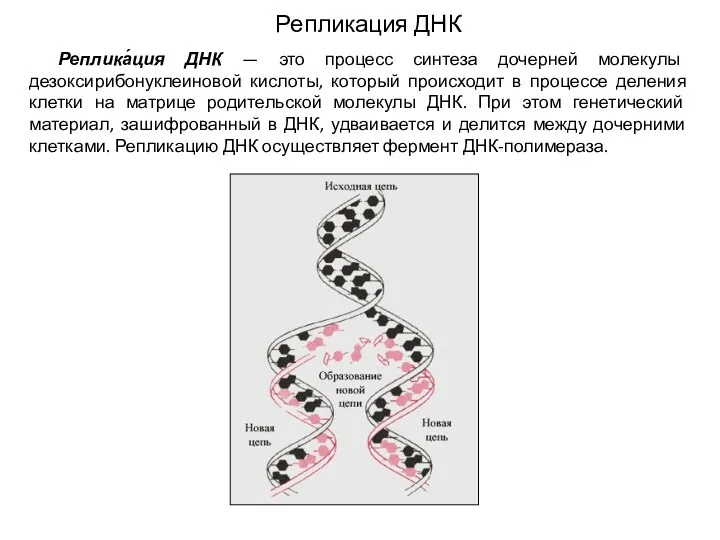 Репликация ДНК Реплика́ция ДНК — это процесс синтеза дочерней молекулы