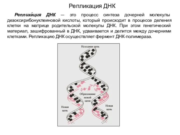 Репликация ДНК Реплика́ция ДНК — это процесс синтеза дочерней молекулы дезоксирибонуклеиновой кислоты, который