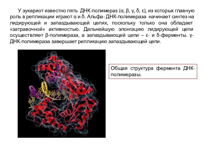 У эукариот известно пять ДНК-полимераз (α, β, γ, δ, ε), из которых главную