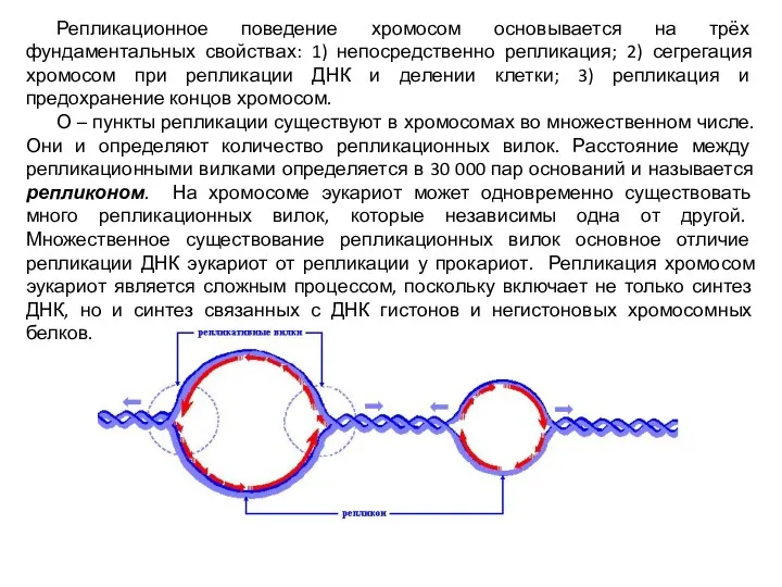 Репликационное поведение хромосом основывается на трёх фундаментальных свойствах: 1) непосредственно репликация; 2) сегрегация