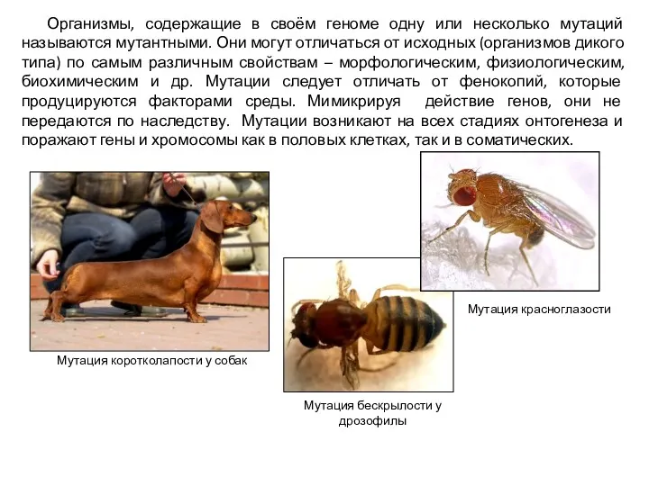 Организмы, содержащие в своём геноме одну или несколько мутаций называются мутантными. Они могут
