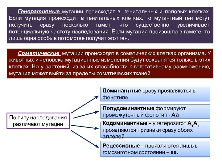 Генеративные мутации происходят в генитальных и половых клетках. Если мутация