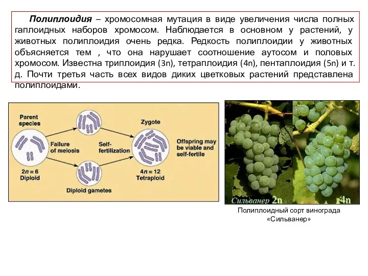 Полиплоидия – хромосомная мутация в виде увеличения числа полных гаплоидных наборов хромосом. Наблюдается