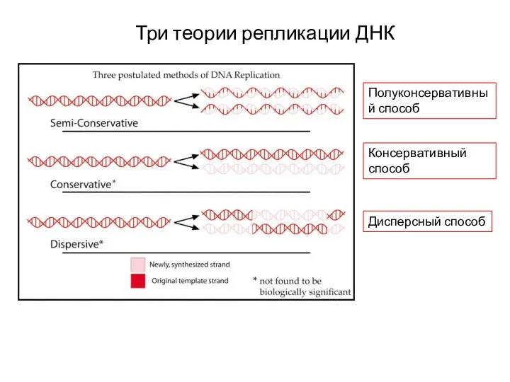 Три теории репликации ДНК Полуконсервативный способ Консервативный способ Дисперсный способ