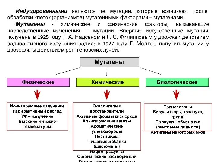 Индуцированными являются те мутации, которые возникают после обработки клеток (организмов)