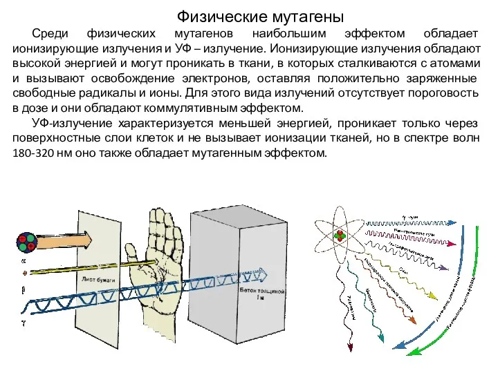 Физические мутагены Среди физических мутагенов наибольшим эффектом обладает ионизирующие излучения