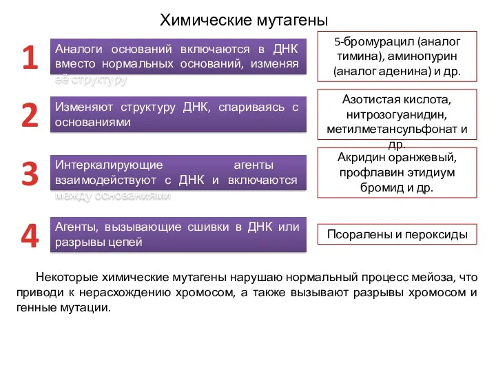 Химические мутагены Некоторые химические мутагены нарушаю нормальный процесс мейоза, что