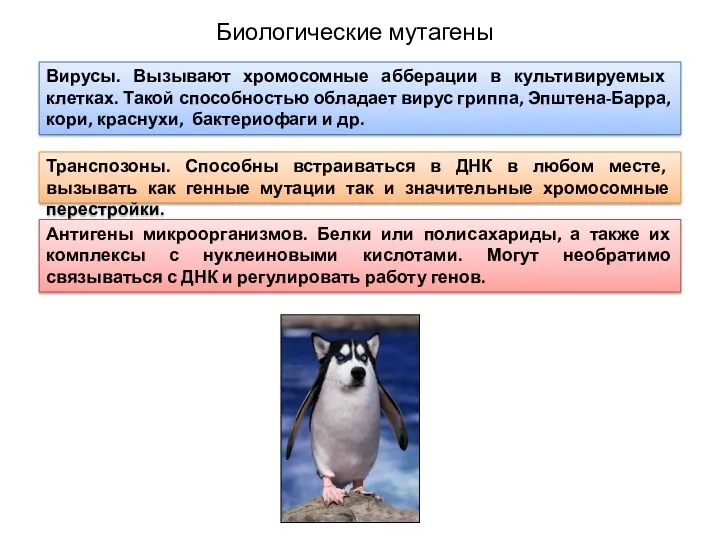 Биологические мутагены Вирусы. Вызывают хромосомные абберации в культивируемых клетках. Такой способностью обладает вирус