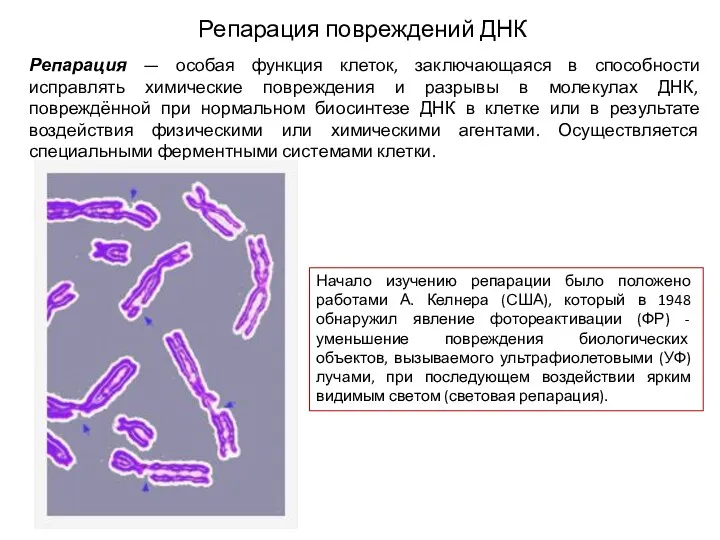 Репарация повреждений ДНК Репарация — особая функция клеток, заключающаяся в