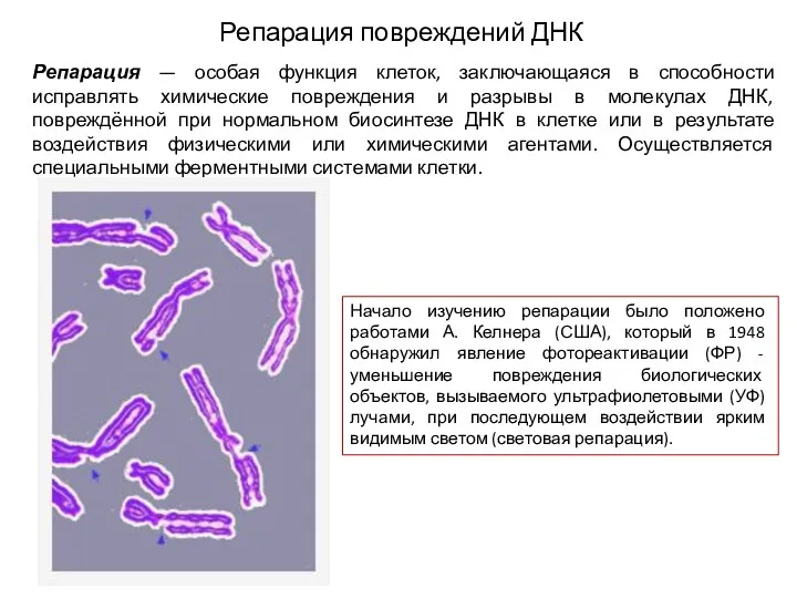 Репарация повреждений ДНК Репарация — особая функция клеток, заключающаяся в способности исправлять химические