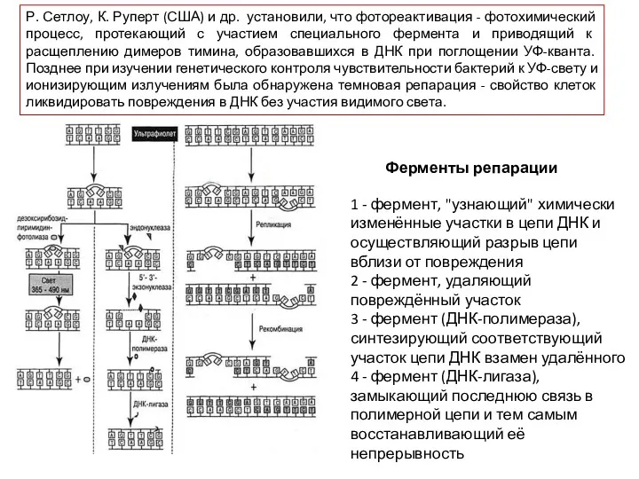 Р. Сетлоу, К. Руперт (США) и др. установили, что фотореактивация