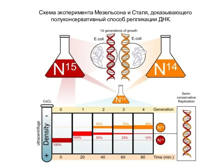 Схема эксперимента Мезельсона и Сталя, доказывающего полуконсервативный способ репликации ДНК.