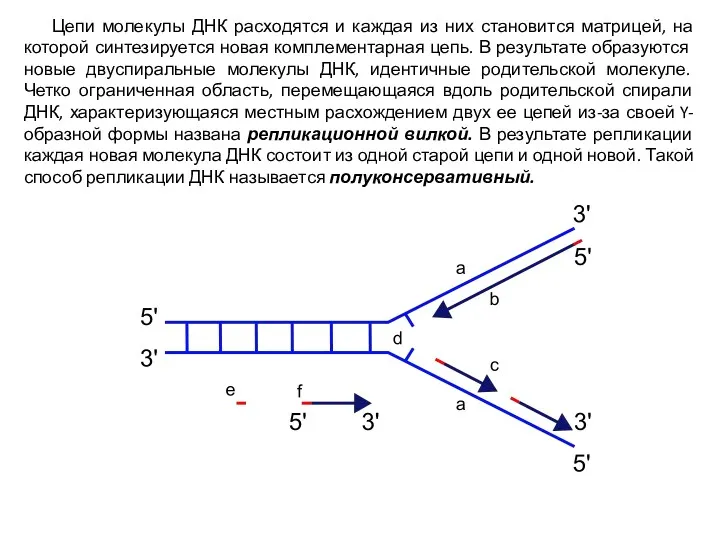 Цепи молекулы ДНК расходятся и каждая из них становится матрицей, на которой синтезируется