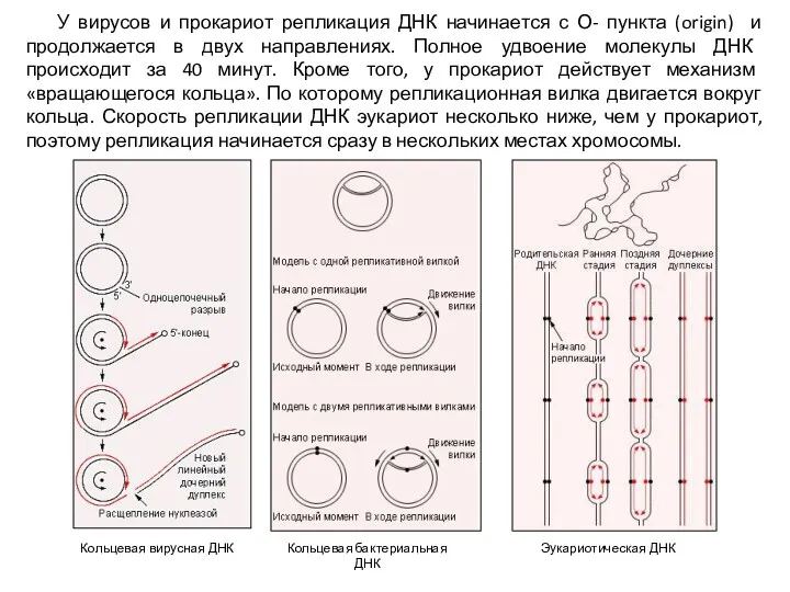 Кольцевая вирусная ДНК Кольцевая бактериальная ДНК Эукариотическая ДНК У вирусов и прокариот репликация
