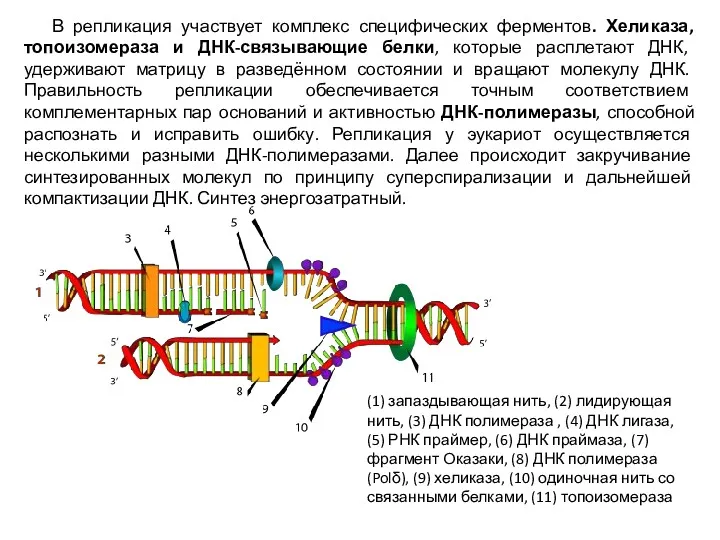 В репликация участвует комплекс специфических ферментов. Хеликаза, топоизомераза и ДНК-связывающие