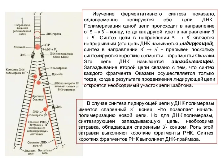 Изучение ферментативного синтеза показало, одновременно копируются обе цепи ДНК. Полимеризация одной цепи происходит