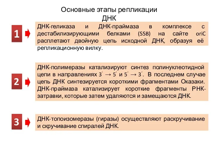 Основные этапы репликации ДНК