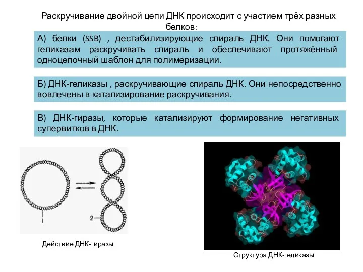 Раскручивание двойной цепи ДНК происходит с участием трёх разных белков: