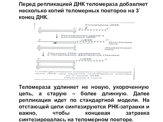 Перед репликацией ДНК теломераза добавляет несколько копий теломерных повторов на