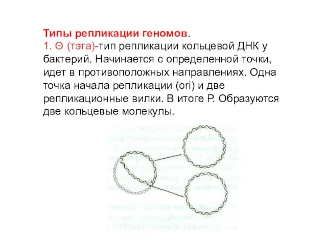 Типы репликации геномов. 1. Θ (тэта)-тип репликации кольцевой ДНК у