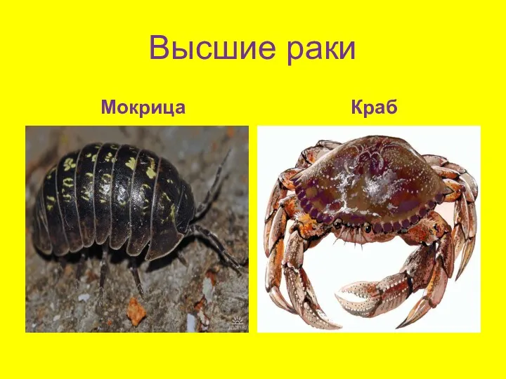 Высшие раки Мокрица Краб