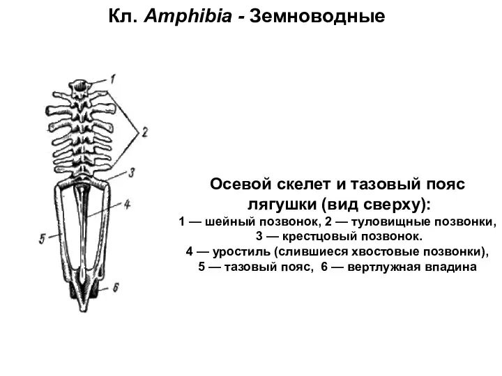 Кл. Amphibia - Земноводные Осевой скелет и тазовый пояс лягушки