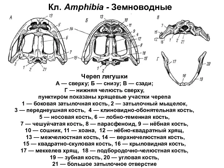 Кл. Amphibia - Земноводные Череп лягушки А — сверху; Б