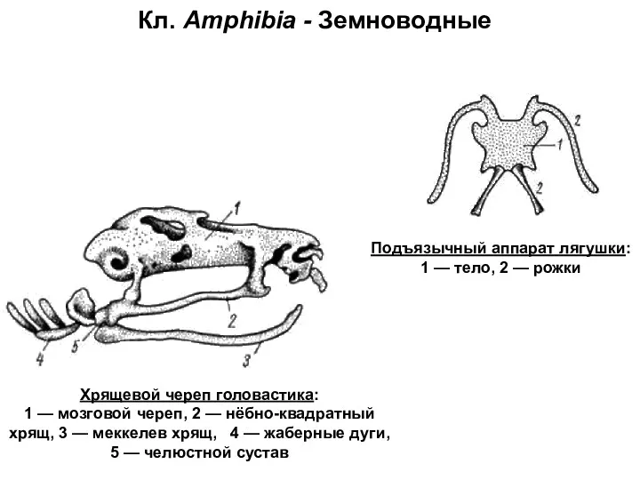 Кл. Amphibia - Земноводные Хрящевой череп головастика: 1 — мозговой