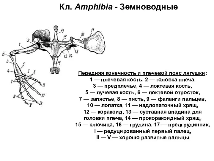 Кл. Amphibia - Земноводные Передняя конечность и плечевой пояс лягушки: