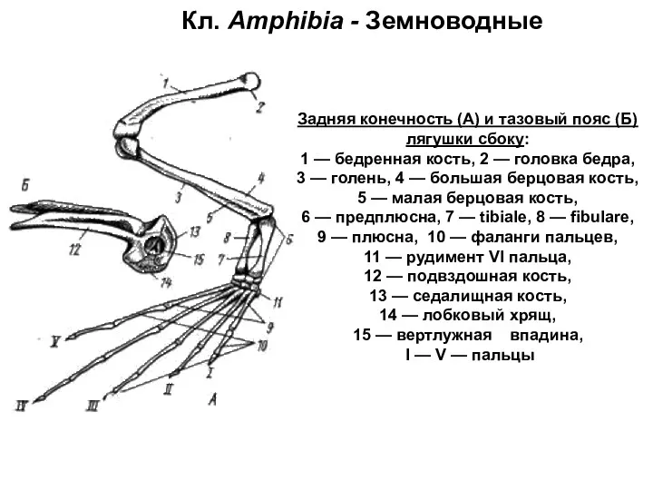 Кл. Amphibia - Земноводные Задняя конечность (А) и тазовый пояс