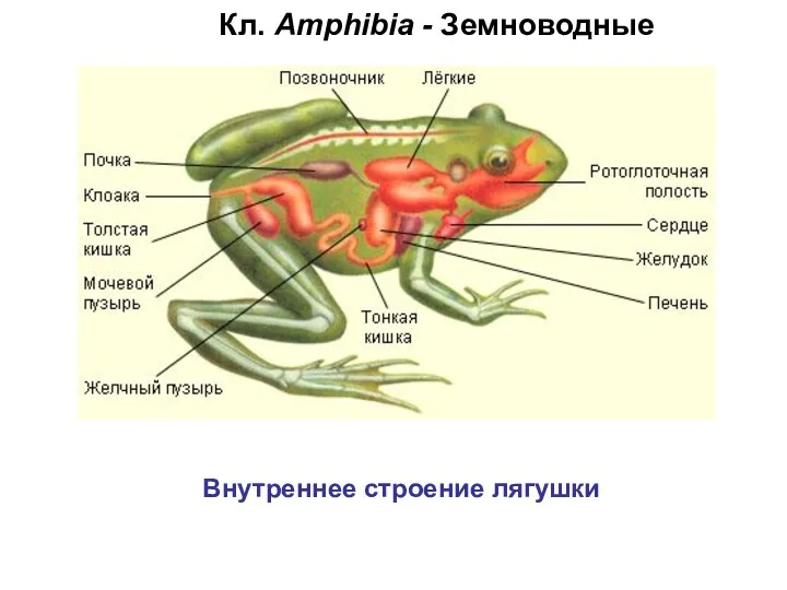 Кл. Amphibia - Земноводные Внутреннее строение лягушки