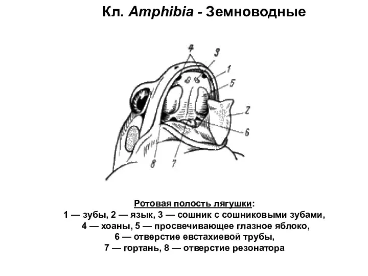 Кл. Amphibia - Земноводные Ротовая полость лягушки: 1 — зубы,