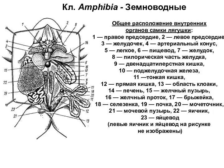 Кл. Amphibia - Земноводные Общее расположение внутренних органов самки лягушки: