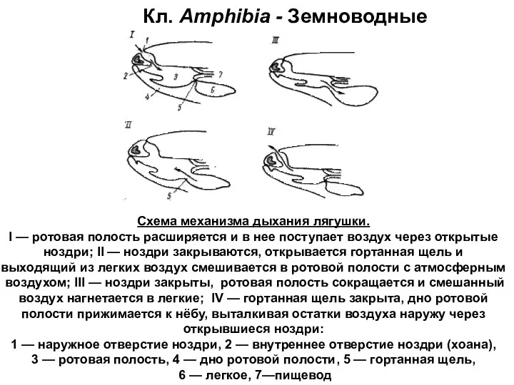 Кл. Amphibia - Земноводные Схема механизма дыхания лягушки. I —